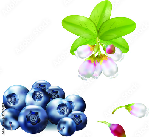 Berries realistic 3d vector icon isolated on white background. For juice, pudding, smoothie, sauces ads.Vector  illustration.