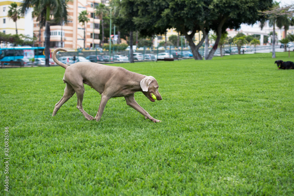 Weimaraner dog running through the park grass with his ball in his mouth.