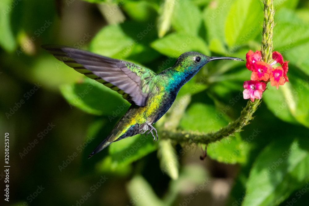 Obraz premium A Black-throated Mango feeding on a pink Vervain flower in a tropical garden with natural light.
