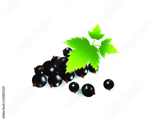 Berries realistic 3d vector icon isolated on white background. For juice, pudding, smoothie, sauces ads.Vector  illustration.