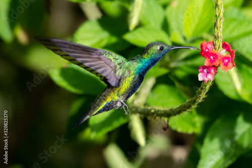 A Black-throated Mango feeding on a pink Vervain flower in a tropical garden with natural light.