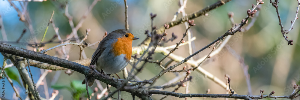 European robin perched on a tree, Erithacus rubecula, cute bird European robin perched on a tree, Erithacus rubecula, cute bird