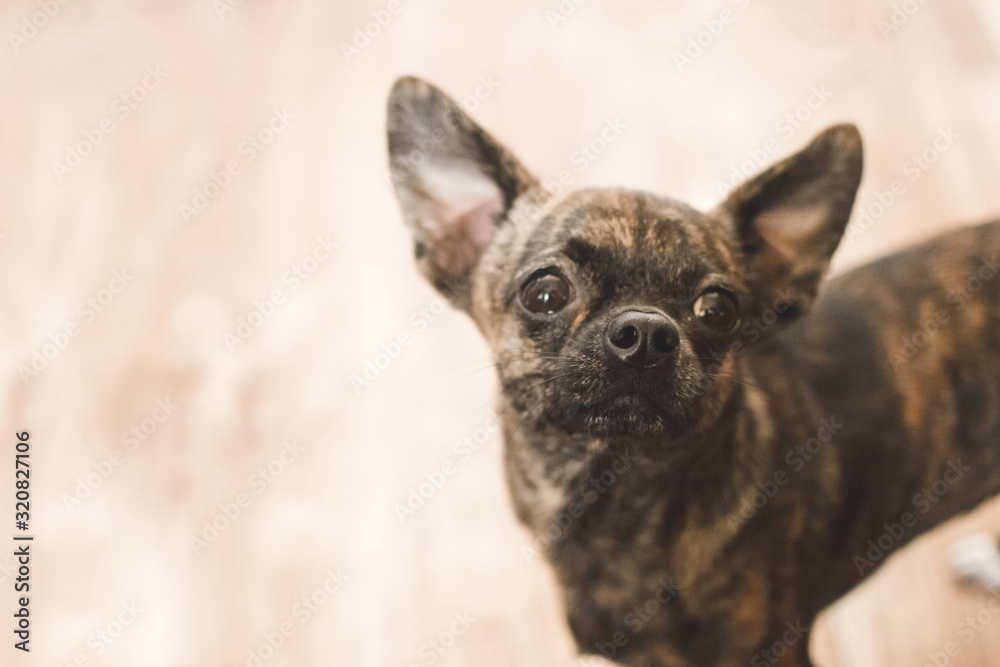 Close up of cute small tiger Chihuahua looking at hostess on blurred background. Copy space. Brown and black smooth fur dog on brown floor. Home animal. Pets friendly and care concept