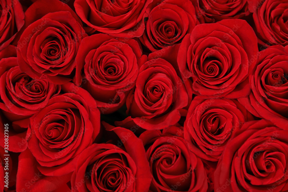 Beautiful red roses as background, closeup. Floral decor Beautiful red roses as background, closeup. Floral decor