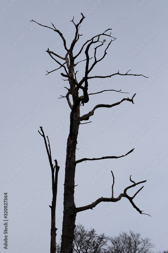 Trockener Baum in einem Naturschutzgebiet Trockener Baum in einem Naturschutzgebiet