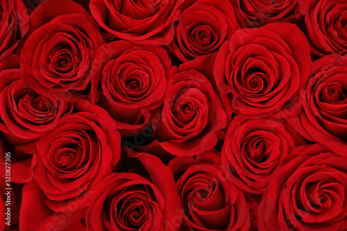 Beautiful red roses as background, closeup. Floral decor