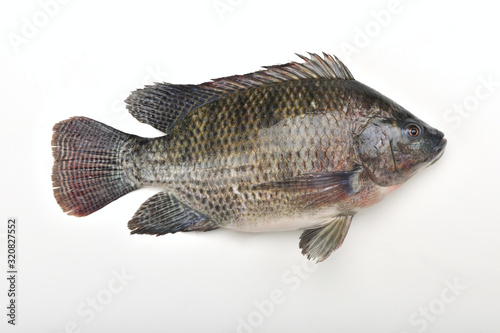 Fresh tilapia on the white background