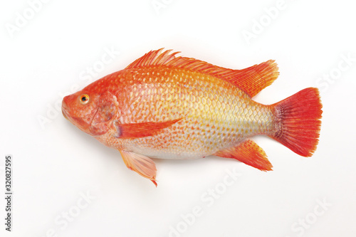 Fresh red tilapia on the white background