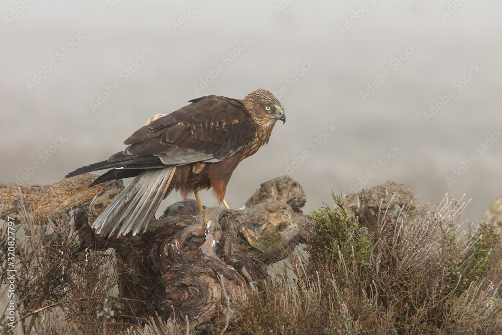 Obraz premium Adult male of Western marsh harrier with the first lights of the day, harrier, hawk, falcons, raptors, birds, Circus aeroginosus