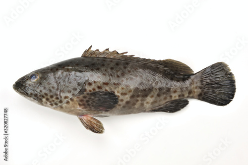 Grouper on the white background