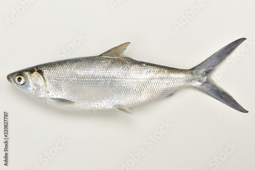 Milkfish on the white background