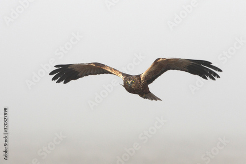 Adult male of Western marsh harrier flying in the fog  birds  hawk  falcons  Circus aeroginosus