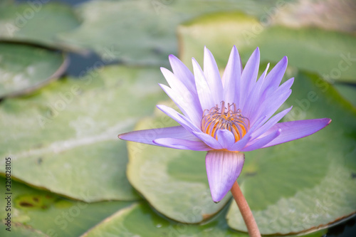 Close up of beautiful blooming purple lotus flower in garden pond