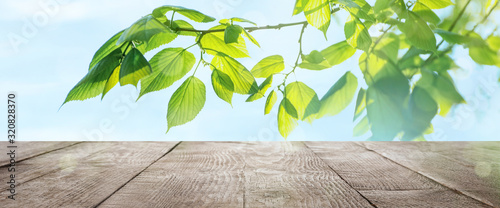 Wooden table and tree branch with green leaves on sunny day. Springtime
