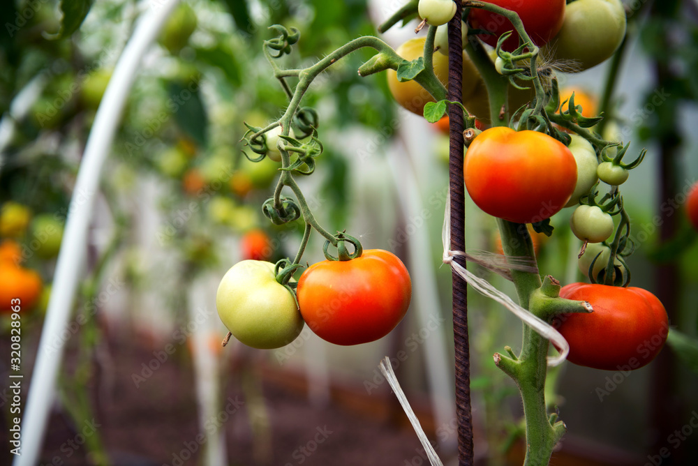 Ripening tomatoes on a bush in a greenhouse.