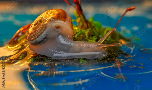 Close up  beautiful Snail in the garden © blackdiamond67