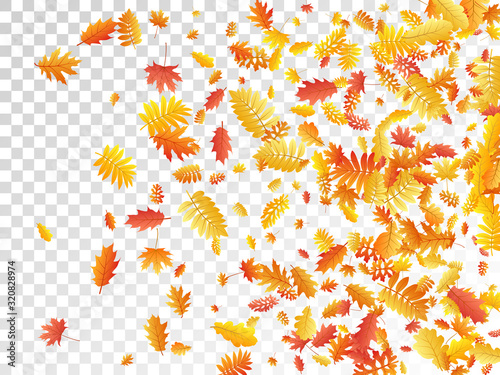 Oak, maple, wild ash rowan leaves vector, autumn foliage on transparent background.