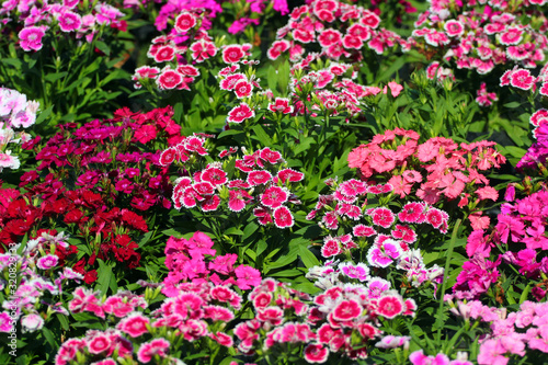 Sweet William flowers (Dianthus barbatus) on a flowerbed #320829133