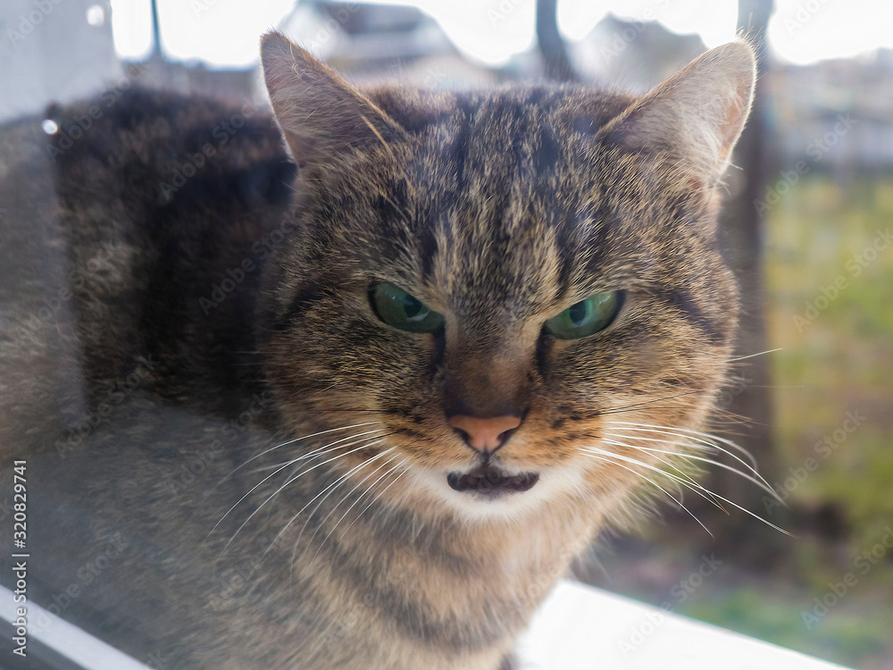 An angry gray cat is sitting behind the glass on the windowsill of the window. The cat looks hungry green eyes through the glass, asks to enter the house.