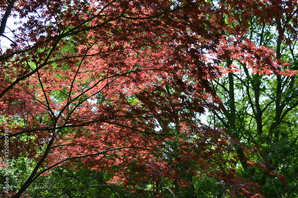 Closeup Acer palmatum known as red emperor maple with blurred background in autumn garden Closeup Acer palmatum known as red emperor maple with blurred background in autumn garden