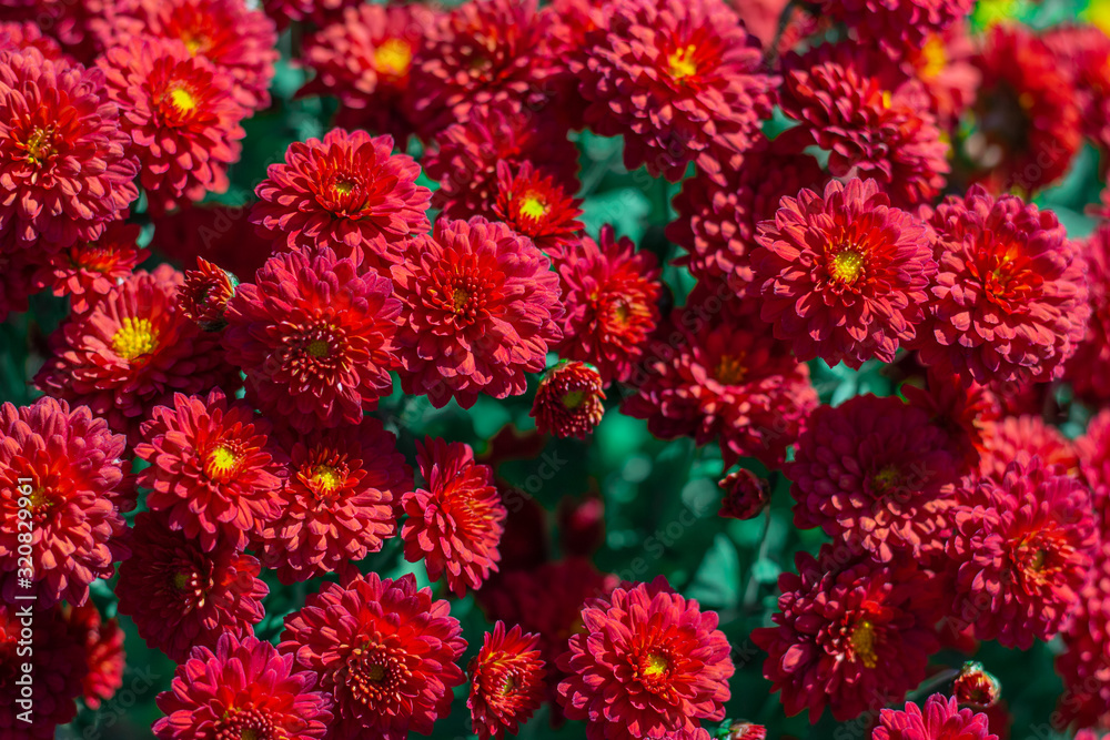 Bouquet of red chrysanthemums in the garden Bouquet of red chrysanthemums in the garden