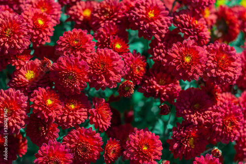 Bouquet of red chrysanthemums in the garden