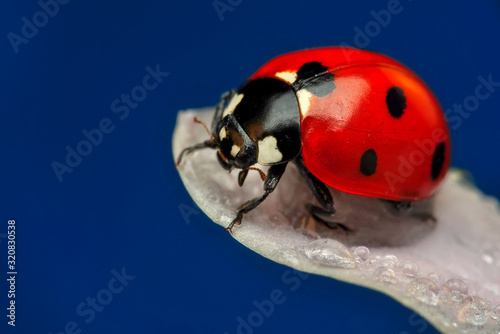 Beautiful ladybug on leaf defocused background photo
