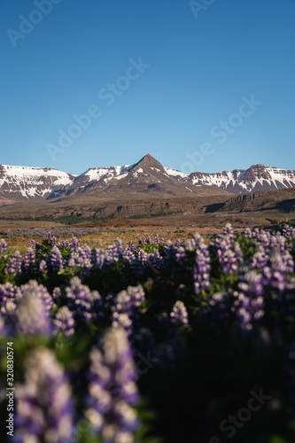 Peak of the mountain range with lupines in the foreground