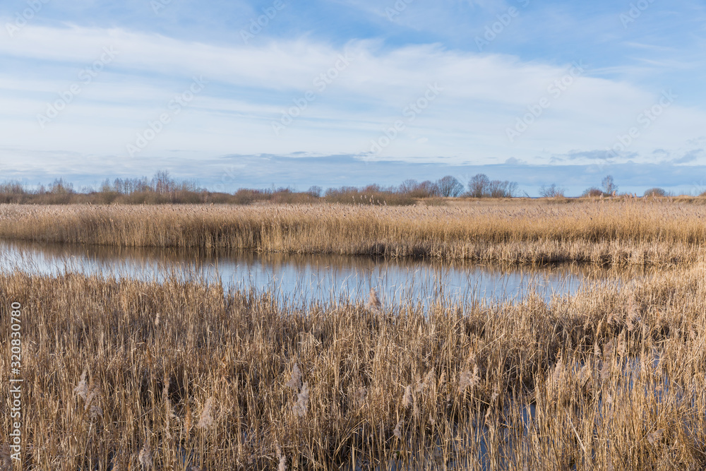 City, Riga, Latvia. Lake with reeds and glare. Travel photo. City, Riga, Latvia. Lake with reeds and glare. Travel photo.