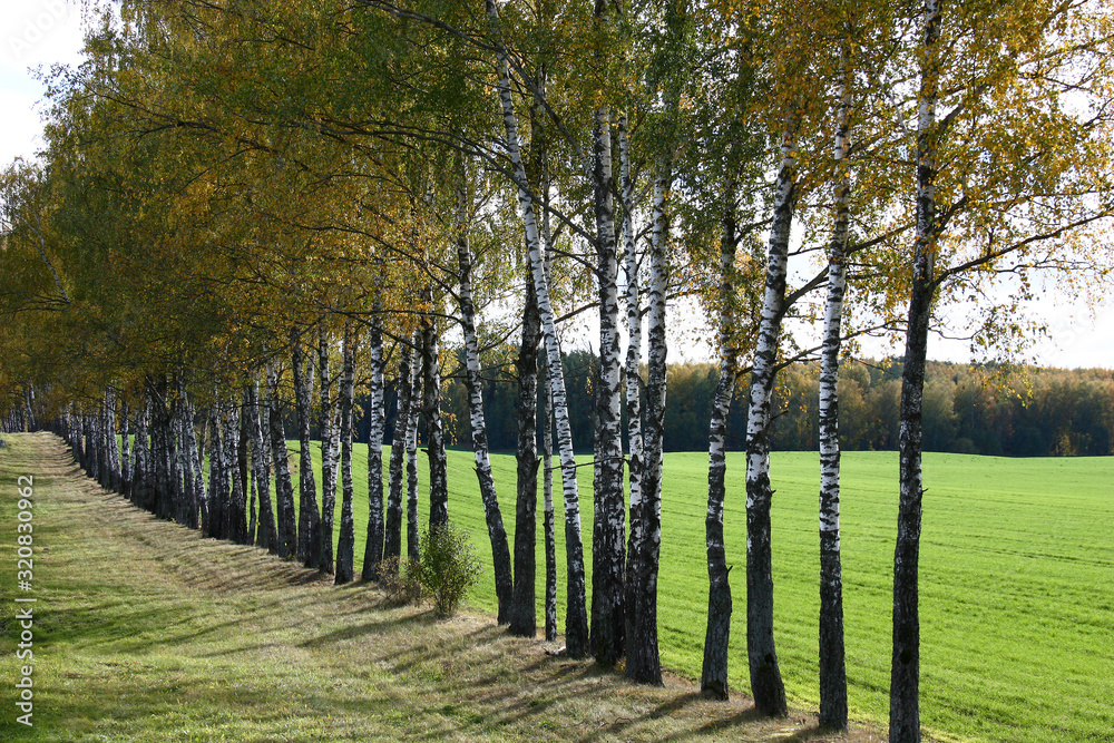 Fall. On the birches planted densely in a long line on an edge of the field foliage began to be painted. Fall. On the birches planted densely in a long line on an edge of the field foliage began to be painted.