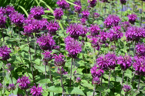 Closeup monarda media known as purple bergamot with blurred background in summer garden photo