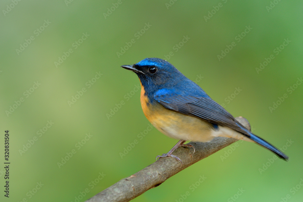Beautiful bright and velvet blue bird with orange feathers perching on tree branch in Thailand tropical forest, Chinese blue flycatcher (Cyornis glaucicomans) Beautiful bright and velvet blue bird with orange feathers perching on tree branch in Thailand tropical forest, Chinese blue flycatcher (Cyornis glaucicomans)