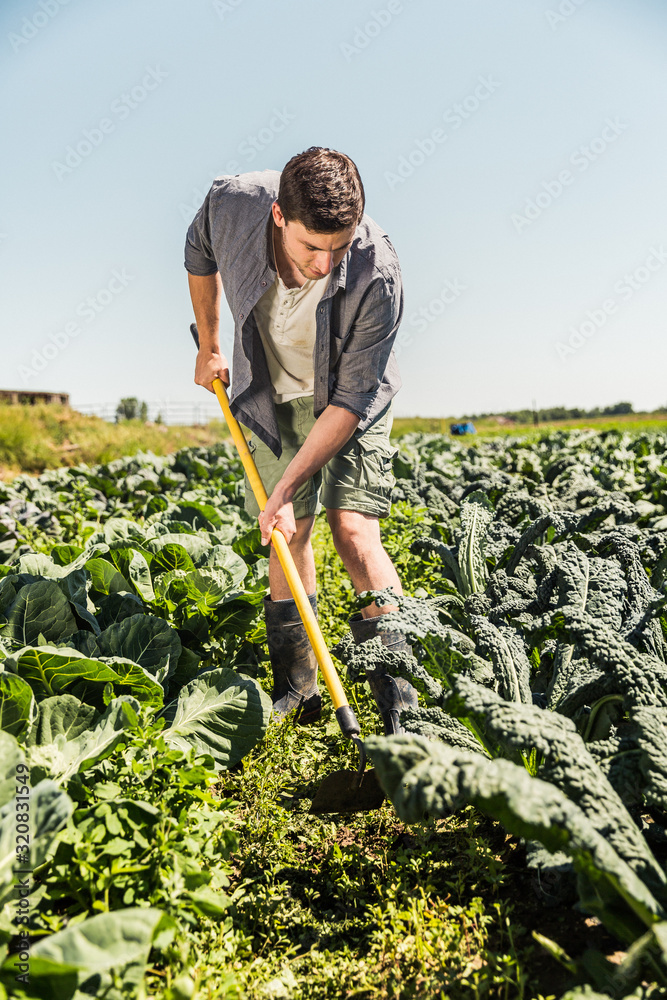Farmer with a hoe working in his vegetable field. Laurel, Montana, USA
