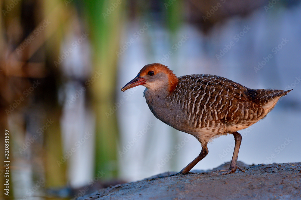 Beautiful grey to brown bird walking on dirt pole over water reflection with sunlight shining on its feathers, young Slaty-breasted Rail (gallirallus striatus) Beautiful grey to brown bird walking on dirt pole over water reflection with sunlight shining on its feathers, young Slaty-breasted Rail (gallirallus striatus)