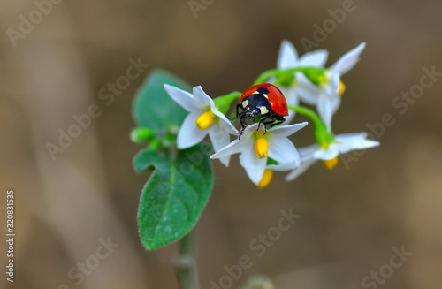 Beautiful ladybug on leaf defocused background