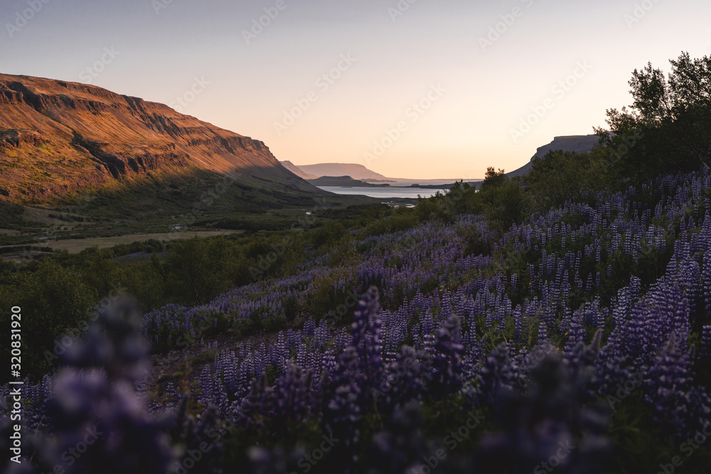Botndalur valley during blossom of lupines in Summer