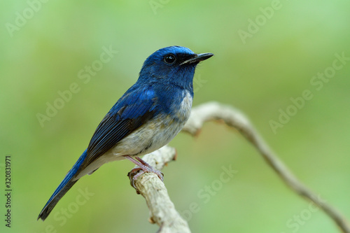 Close up of dark blue with white feathers on its belly with sharp details from head eyes bills body legs and tail, male of Hainan blue flycatcher (Cyornis hainanus)
