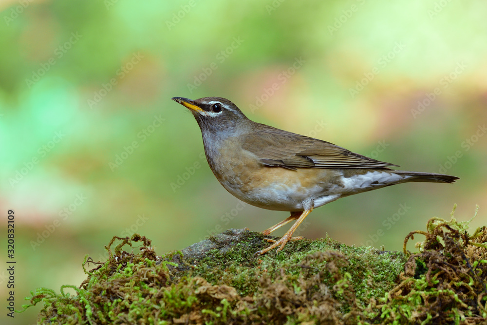 Eye-browed thrush (Turdus obscurus) migrant grey to yellow bird with white line on its face standing on mossy rock in the wild Eye-browed thrush (Turdus obscurus) migrant grey to yellow bird with white line on its face standing on mossy rock in the wild