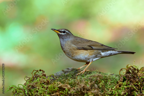 Eye-browed thrush (Turdus obscurus) migrant grey to yellow bird with white line on its face standing on mossy rock in the wild