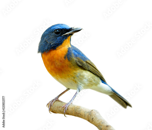 fascinated blue and orange bird perching on thin wood isolated on white background, Chinese blue flycatcher (Cyornis glaucicomans)