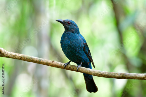 Female of Asian fairy-bluebird (Irena puella) beautiful all dule blue bird with red eyes perching on wooden vine