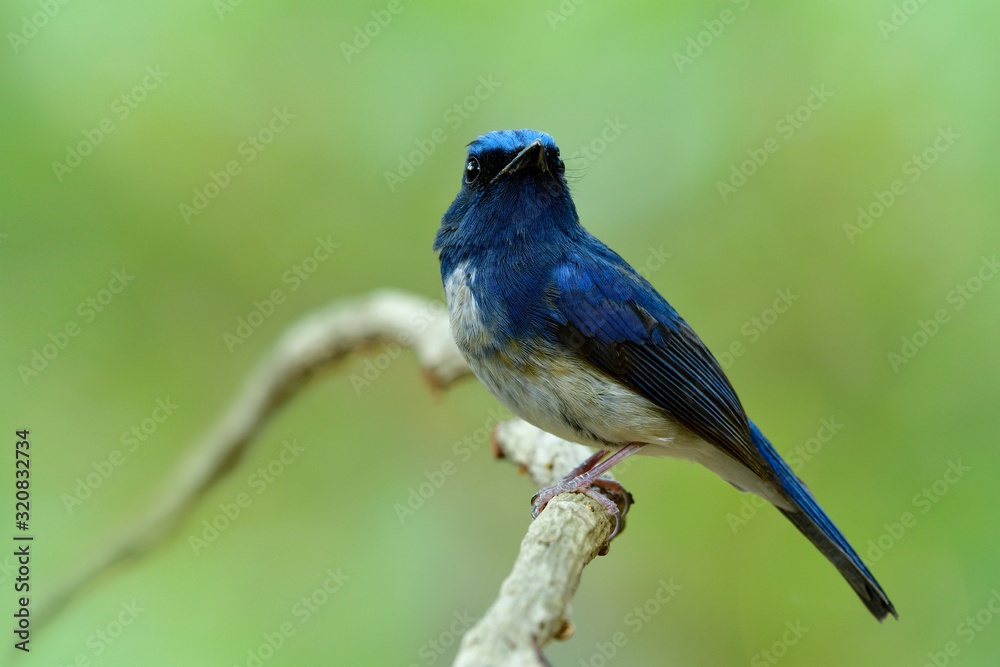 Male of Hainan blue flycatcher (Cyornis hainanus) showing its sharp chin feathers while perching on white branch in nature with fresh green environment