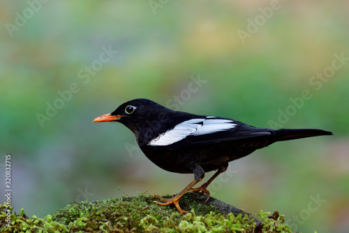 Male of Grey-winged blackbird (Turdus boulboul) dark thrush with white feathers on its wings and orange bills perching on mossy ground