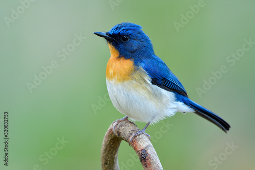 male of Tickell's or Indochinese blue flycatcher (Cyornis tickelliae) in fuffly feathers on cold day