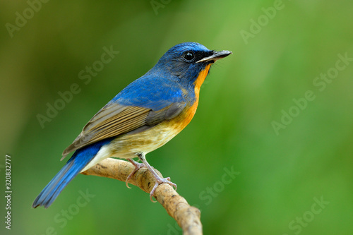 Most beautiful blue bird with orange feathers perching on thin wooden branch while visiting Thailand in Bangkok botanic garden, Chinese blue flycatcher (Cyornis glaucicomans)