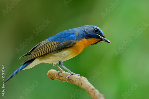 Wondering face of fascinated blue and orange bird while sitting on thn branch in soft background, Chinese blue flycatcher (Cyornis glaucicomans)