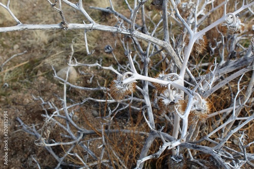 Appearing dead in the icy grip of Southern Mojave Desert Winter, this native, Sacred Datura, Datura Wrightii, has adapted to become inactive, and will revive come Spring in Joshua Tree National Park.