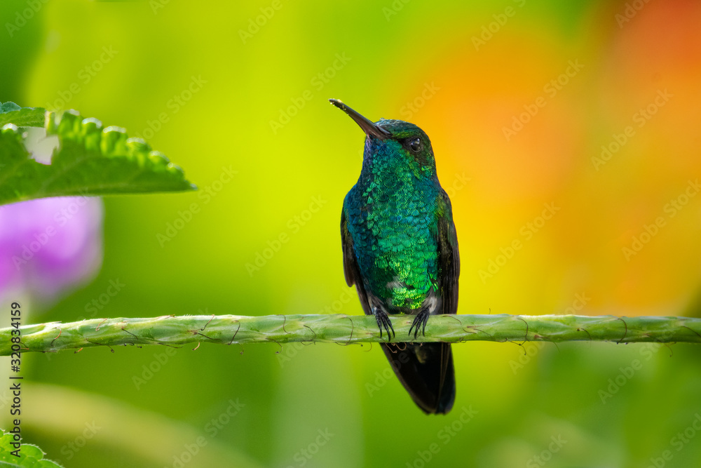 A Blue-chinned Sapphire hummingbird perches elegantly in a Vervain plant with a blurred colorful background.