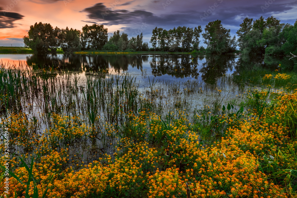 Obraz premium lake in the forest