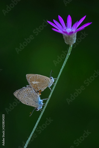 Photography Closeup beautiful butterfly sitting on the flower.